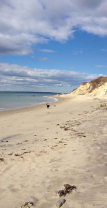 vineyard-beach-dog