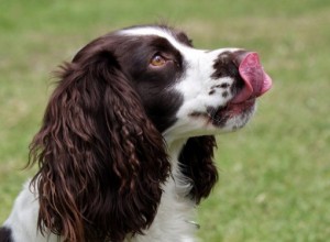 This springer spaniel is not just licking his lips; he is offering you a calming signal.