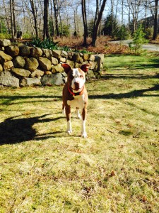 The Doggie Standstill: Should I come, or should I run? That is the question.