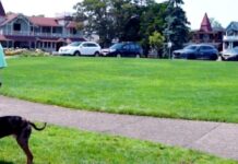 Community Programs: High Frequency Canine Training