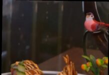 Restaurant Profile: Mikado Asian Bistro